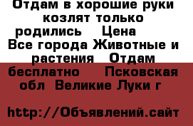 Отдам в хорошие руки козлят.только родились. › Цена ­ 20 - Все города Животные и растения » Отдам бесплатно   . Псковская обл.,Великие Луки г.